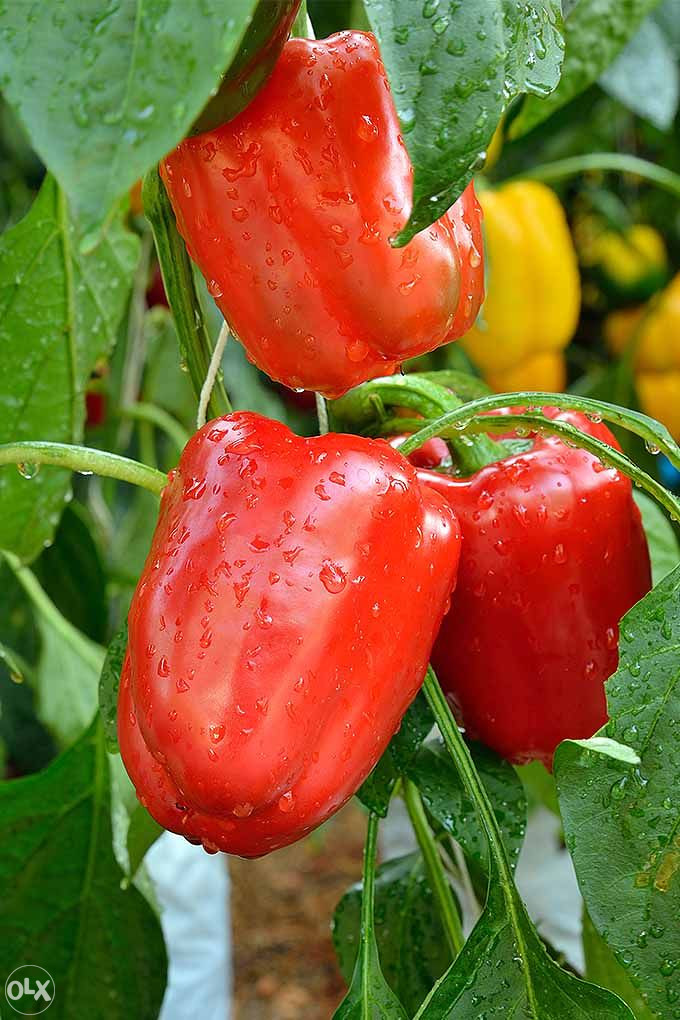 Paprika babura Kalifornijsko čudo 50 sjemenki Sjemena OLX ba