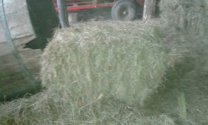 sjeno bale