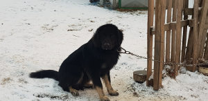 Sarplaninac stene