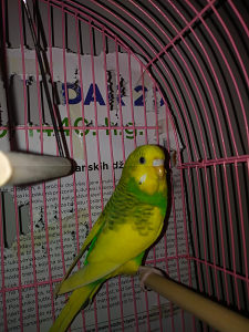 Tigrice