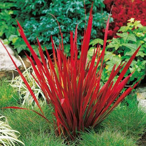 Crvena ukrasna trava ( imperata cilindrica "red baron")