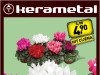 Cyclamen mix