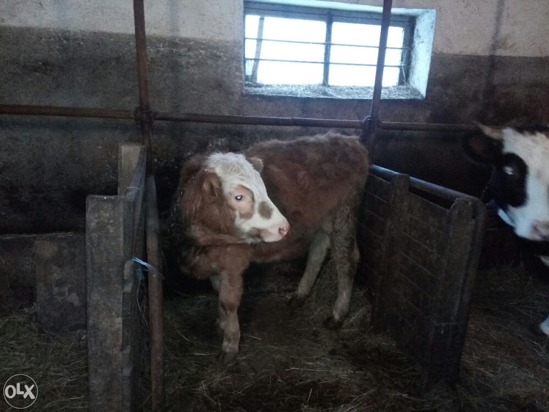 Stoka Krava