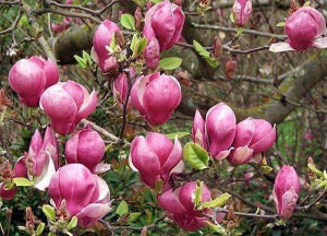 sadnice magnolije
