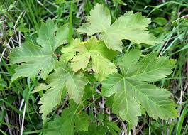 Javor - Gorski javor - Acer pseudoplatanus