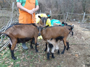 Alpske Koze Zivotinje Koze Tuzla Olx Ba