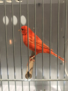 Kanarinka intezivno crvena