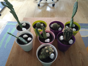 Ukrasni kaktusi (razne vrste)-1