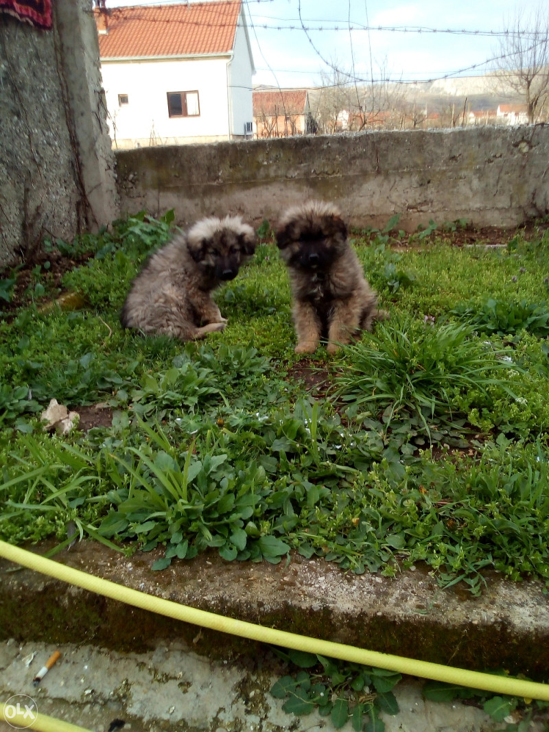 Sarplaninac stenci Psi i Štenad