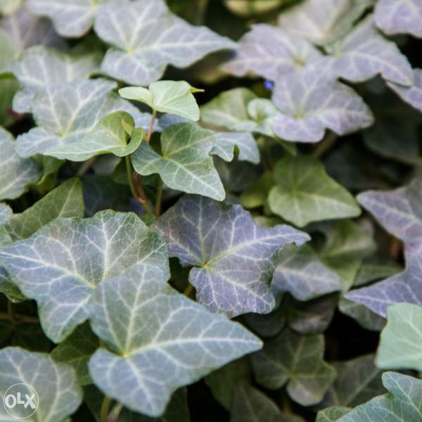 Engleski bršljan (Hedera helix)