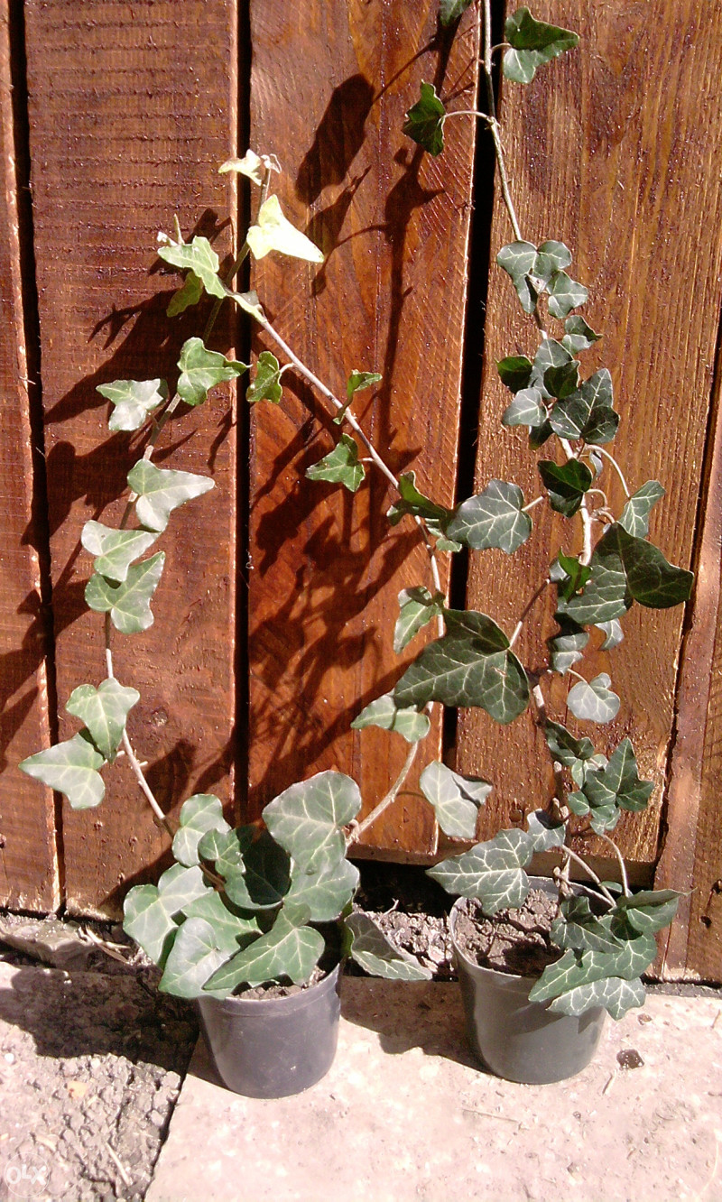 Engleski bršljan (Hedera helix)