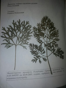 Herbarijum presovane biljke