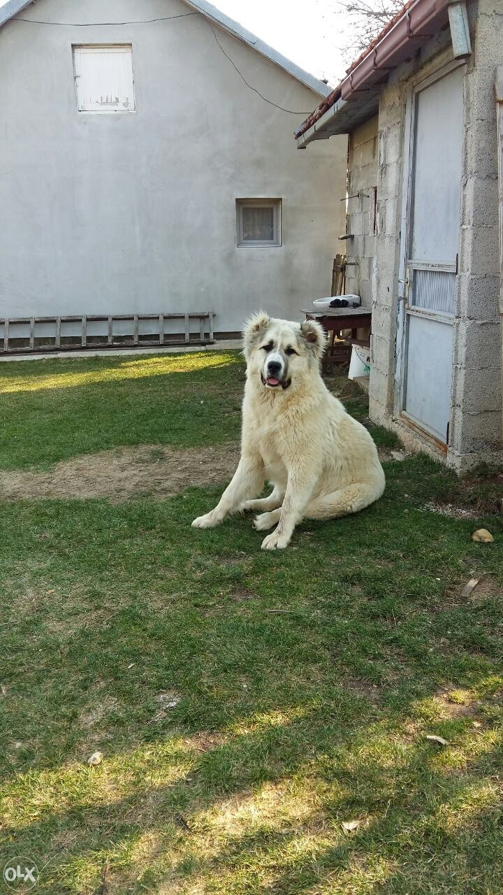 Azijat/Sarplaninac stene Musko Psi i Štenad