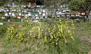 Košnice sa pčelama (rojevi)
