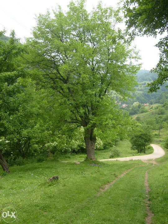 Zemlja u selu Gornja Papratnica Zemljišta OLX.ba