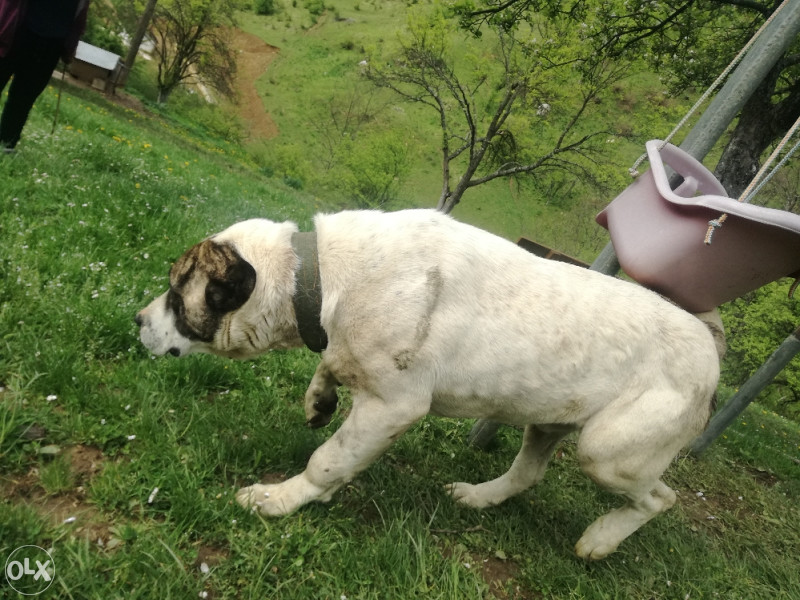 Azijat naucen na ovce