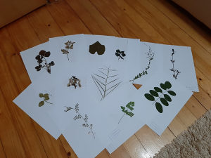 Herbarijum presovane biljke