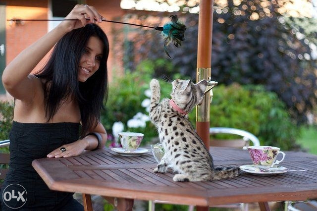 F1 Savannah mačići.