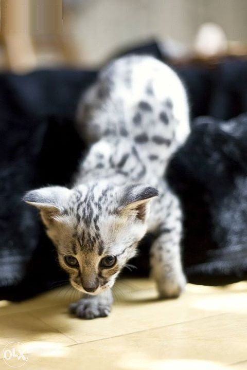 F1 Savannah mačići.