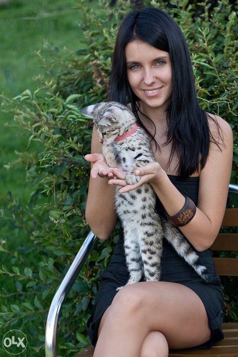F1 Savannah mačići.