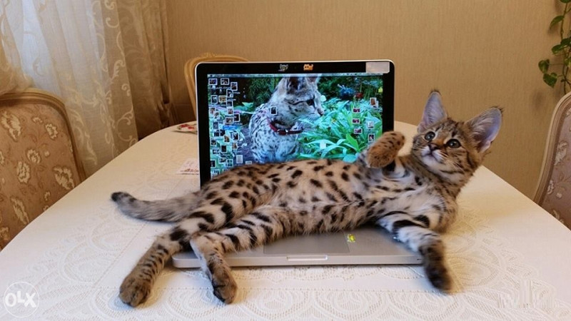 F1 Savannah mačići.