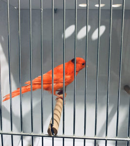 Kanarinac crveni