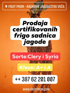 Frigo sadnice jagode sa certifikatom