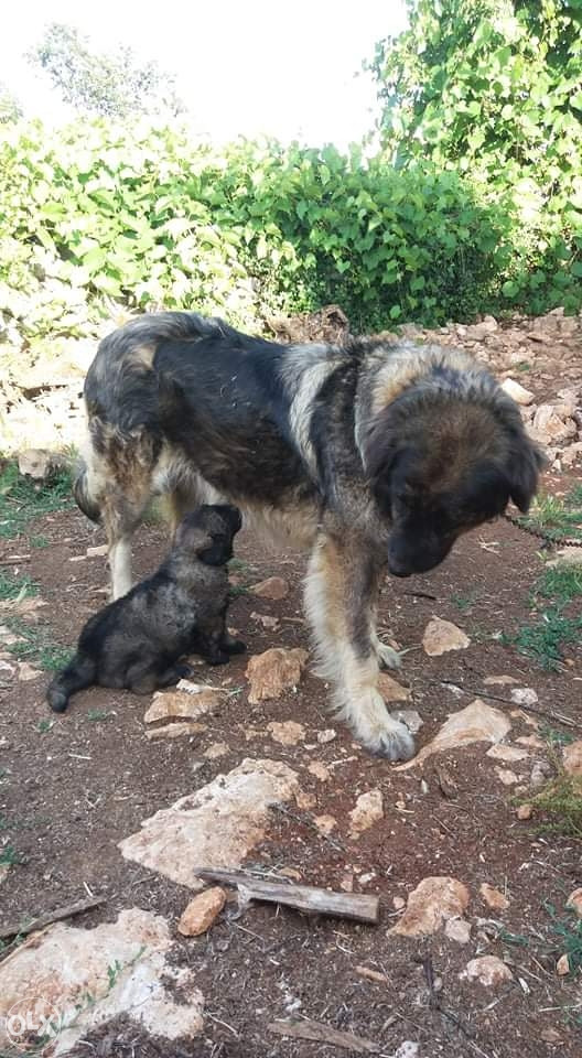 Kuce Šarplaninca Psi i Štenad - Main Image