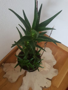 Aloja Ferox 2xza 60KM