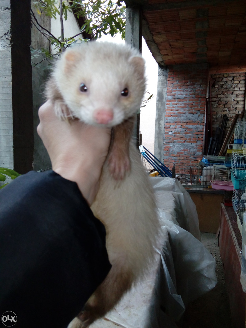 Feretke (africki tvor)
