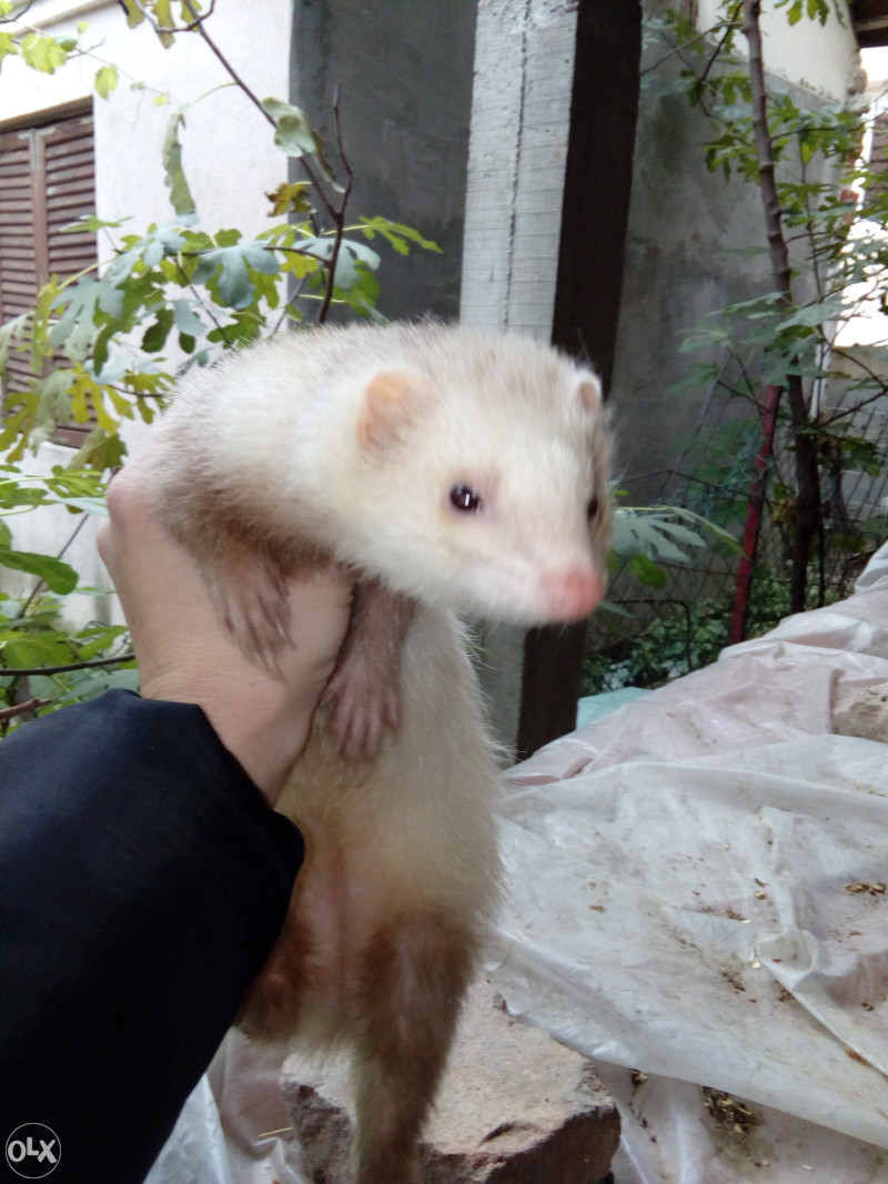 Feretke (africki tvor)