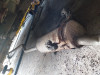 Auspuh Citroen Xsara Picaso 2.0 HDI