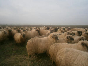 Tražim ovce pramenke