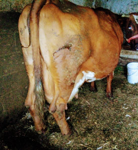 Visoko mliječna rasna krava steona 9 ti mjesec
