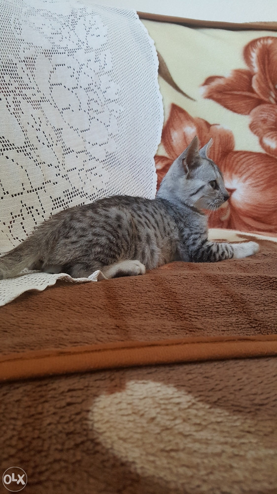 Egipatski mau