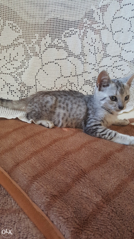 Egipatski mau
