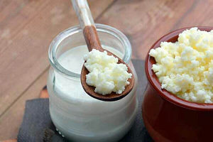 KEFIR GLJIVA