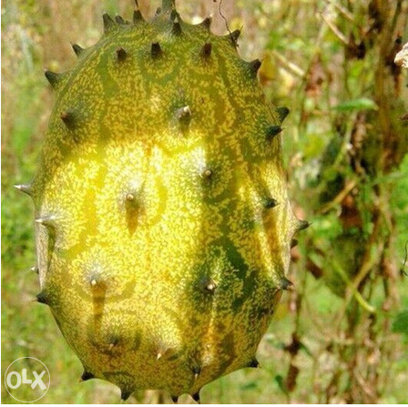 Kivano kiwano voće za jelo, zdravo, organsko kg