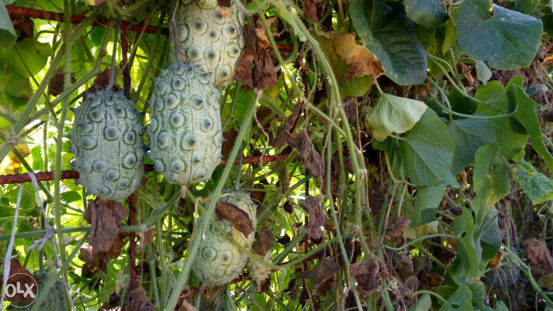 Kivano kiwano voće za jelo, zdravo, organsko kg