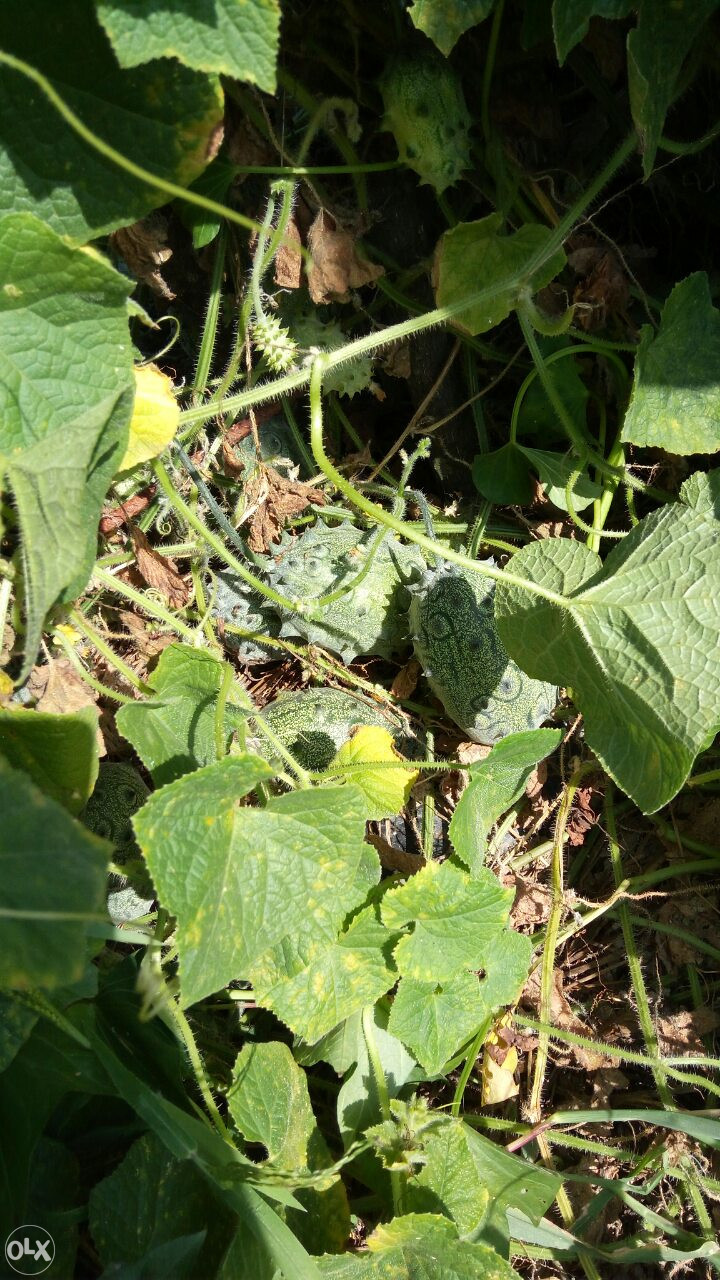 Kivano kiwano voće za jelo, zdravo, organsko kg