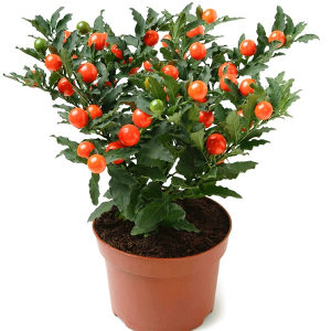 Jeruzalemska tresnja ( solanum pseudocapsicum) sadnice