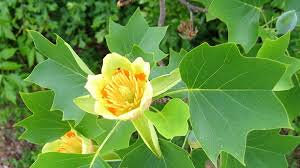 Tulipanovac- liriodendron