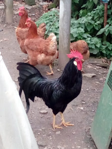 Lezbijke se jako ljute