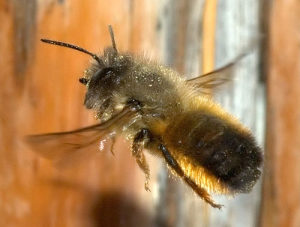 Divlje(solitarne) pčele (Oprašivači voća)