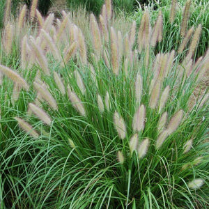 Pennisetum alopecuroides - ukrasna trava