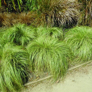 Carex green - ukrasna trava