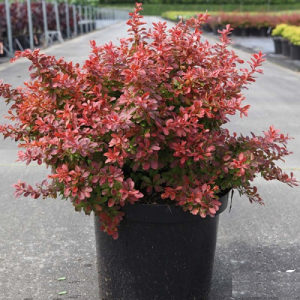 Berberis "Admiration" - niski zbun