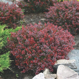 Berberis "Bagatelle" - niski zbun