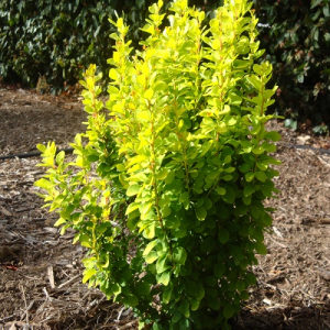 Berberis "Golden Rocket" - niski zbun