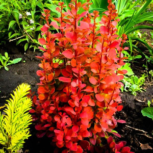 Berberis „Orange Rocket“ - niski zbun